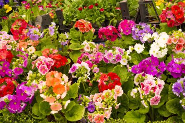 beautiful flowers close up view, summer concept