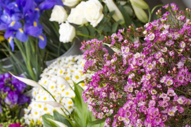 beautiful flowers close up view, summer concept