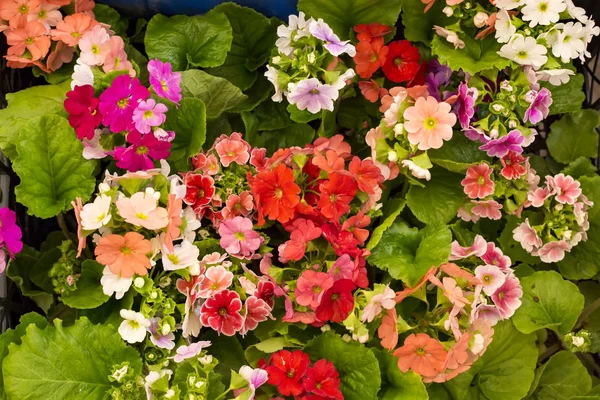 beautiful flowers close up view, summer concept