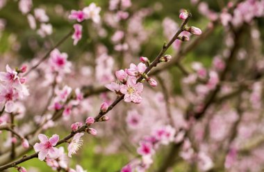 Şeftali ağacı çiçeği, çiçek