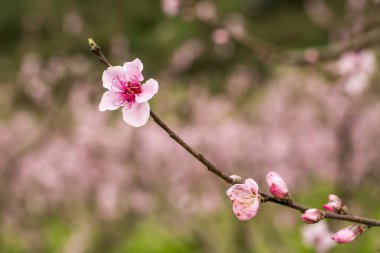 Şeftali ağacı çiçeği, çiçek