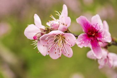 Şeftali ağacı çiçeği, çiçek