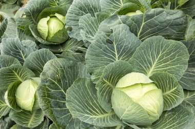 Organik doğal tarım; lahana alan