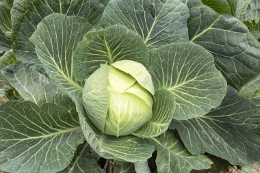 Organik doğal tarım; lahana alan