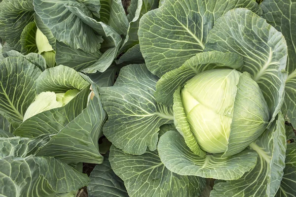 Organic Natural Agriculture Cabbage Field Stock Image