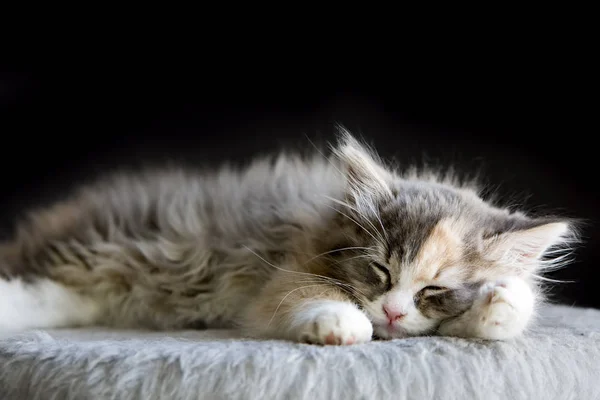 Schattige Kitten Kat — Stockfoto