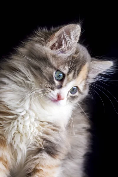 Gato Bonito Gatinho — Fotografia de Stock