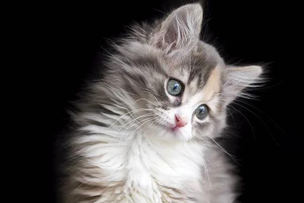 Schattige Kitten Kat — Stockfoto