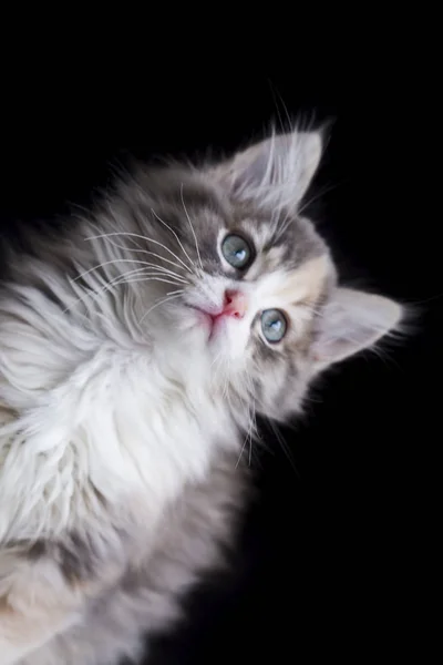 Kitten Słodkie Kot — Zdjęcie stockowe