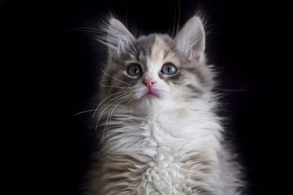 Kitten Słodkie Kot — Zdjęcie stockowe