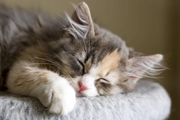 Cute Kitten Cat — Stock Photo, Image