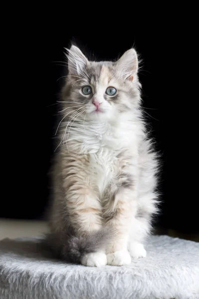 Şirin Yavru Kedi — Stok fotoğraf