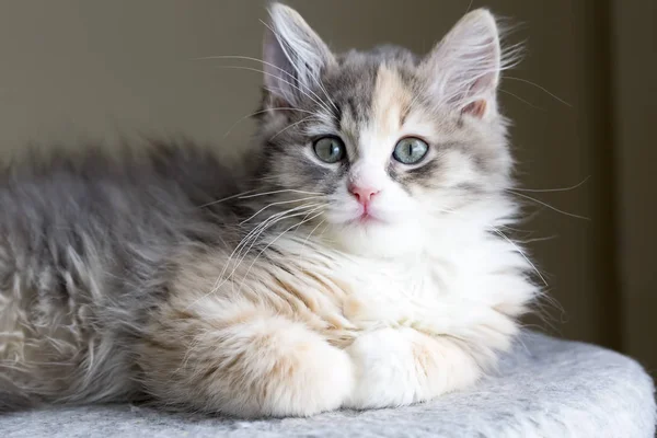 Милий Кіт Кошеня — стокове фото