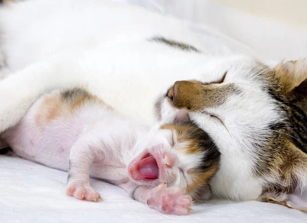 Şirin Yavru Kedi — Stok fotoğraf