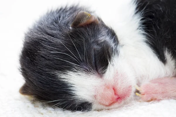 Gatito Lindo Gato — Foto de Stock