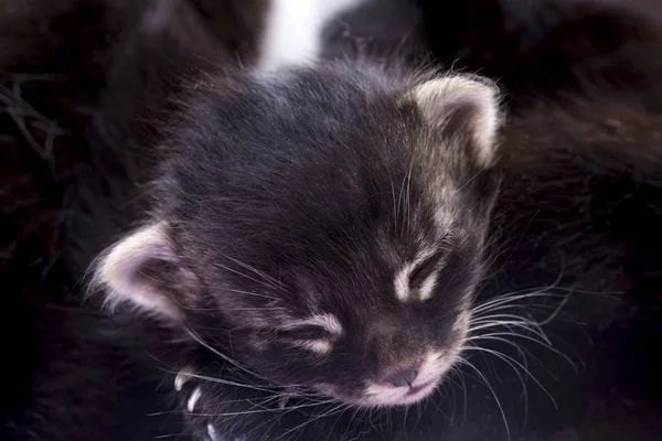 Gatito Lindo Gato — Foto de Stock