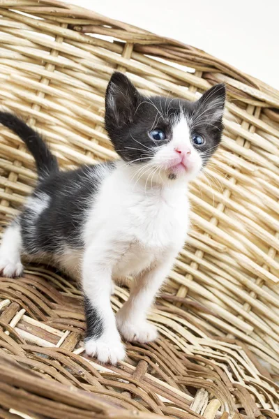 かわいい子猫猫 — ストック写真