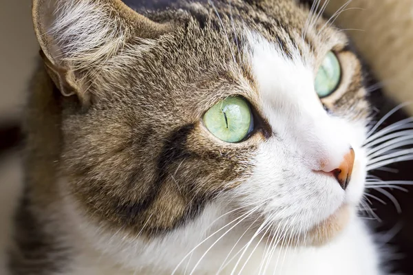 Gatito Lindo Gato — Foto de Stock