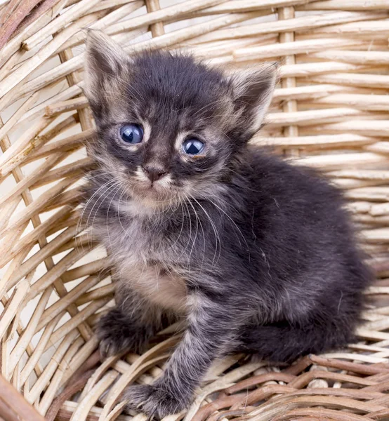 Gatto Gattino Carino — Foto Stock