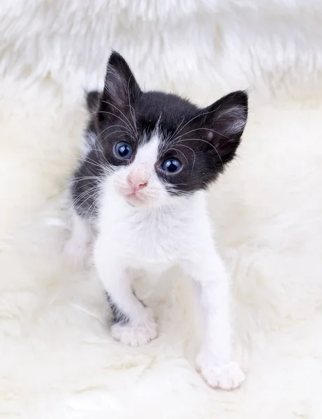 かわいい子猫猫 — ストック写真