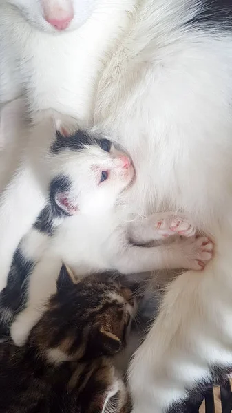 Schattige Kitten Kat — Stockfoto