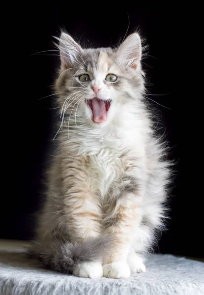 Schattige Kitten Kat — Stockfoto