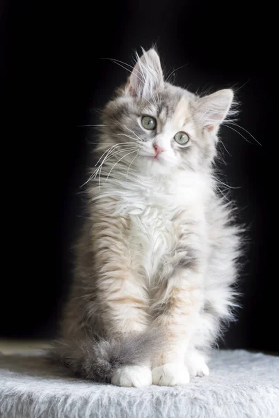 Cute Kitten Cat — Stock Photo, Image