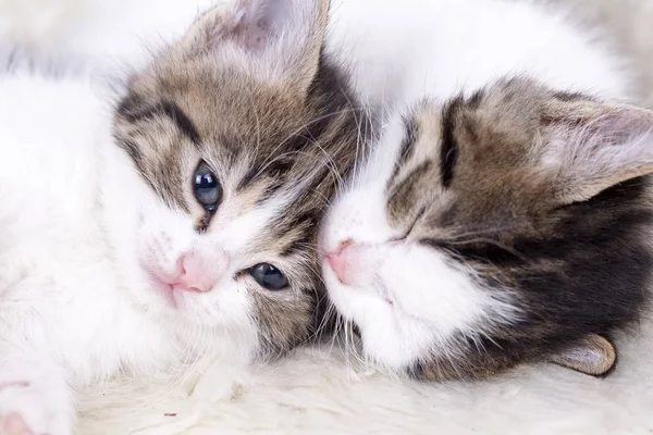 Gatito Lindo Gato — Foto de Stock