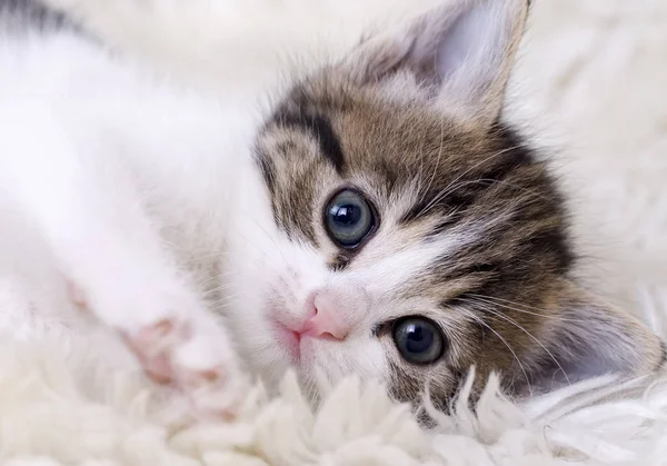 Gatito Lindo Gato —  Fotos de Stock