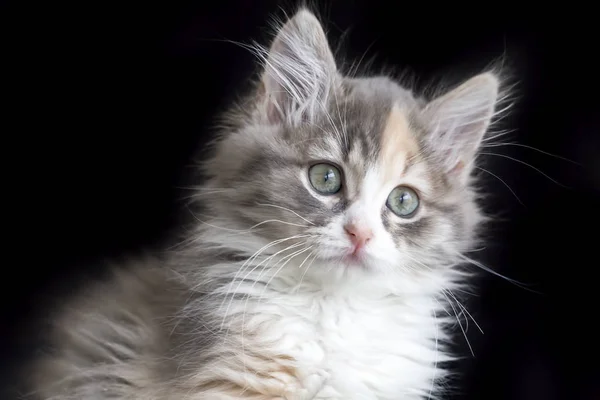 Χαριτωμένο Γατάκι Γάτα — Φωτογραφία Αρχείου