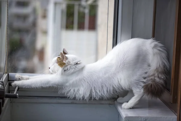 Gato Bonito Gatinho — Fotografia de Stock