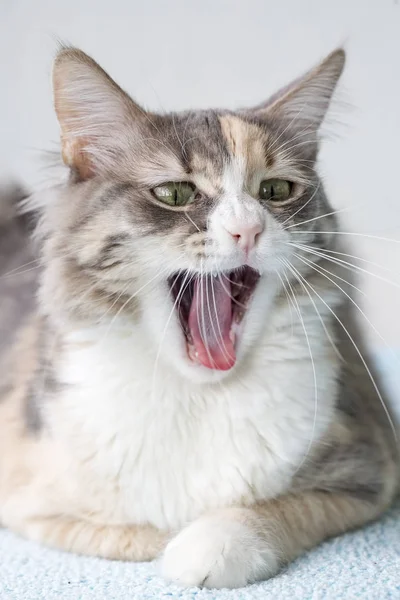 Şirin Yavru Kedi — Stok fotoğraf