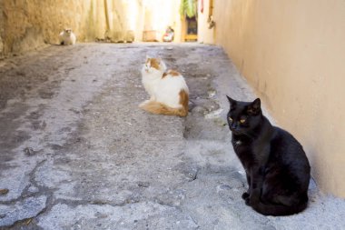 Şirin sokak kedisi