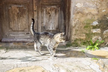 Sokak sokak kedisi