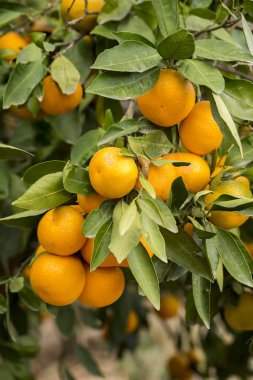 Mandalina ağacı, meyve tarım