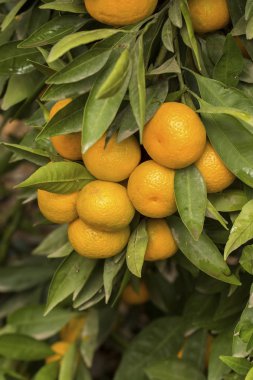 Mandalina ağacı, meyve tarım 