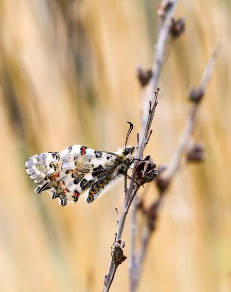 Метелик Природі — стокове фото