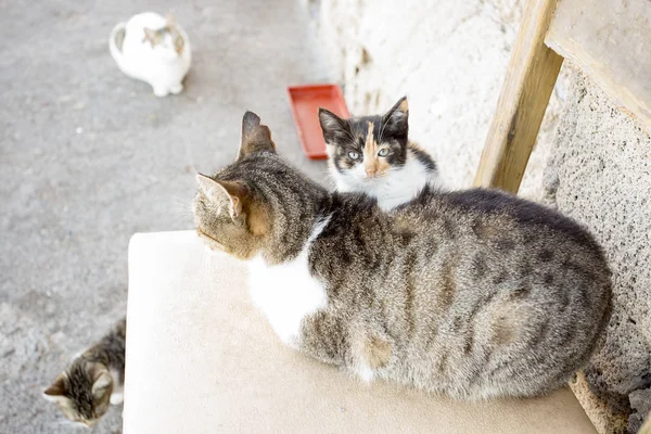 Herrelös Katt Djuret — Stockfoto