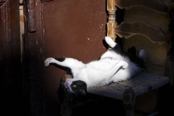 Het Dier Van Zwerfkat — Stockfoto