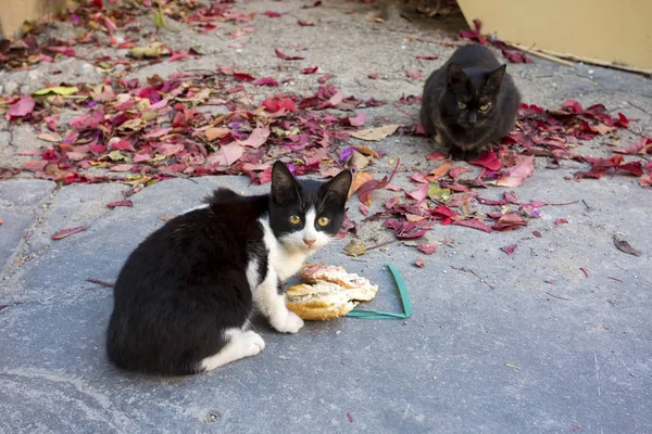 Herrelös Katt Djuret — Stockfoto