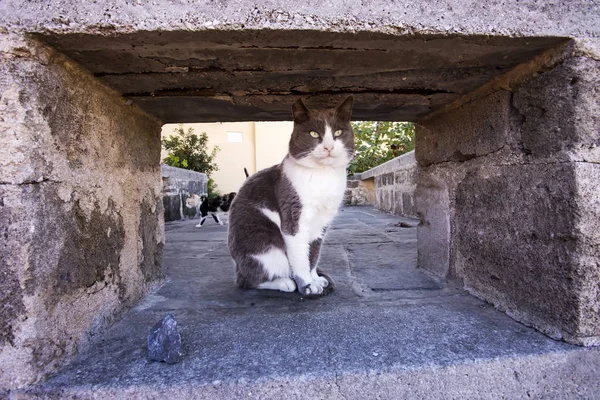 Gato Vadio Bonito — Fotografia de Stock