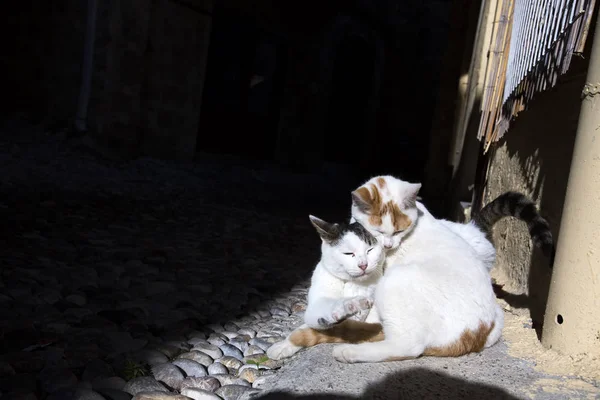 Gato Vadio Bonito — Fotografia de Stock