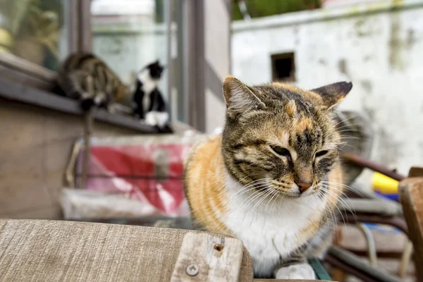 Lindo Gato Callejero — Foto de Stock