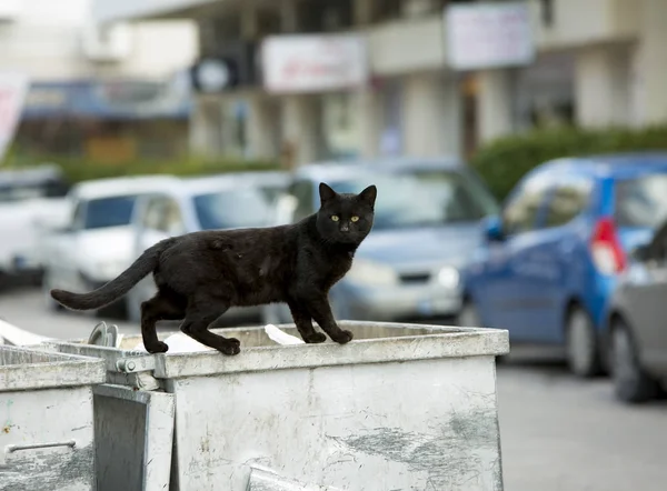 Αδέσποτη Γάτα Δρόμο — Φωτογραφία Αρχείου