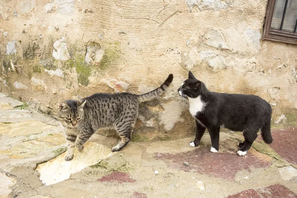 Αδέσποτη Γάτα Δρόμο — Φωτογραφία Αρχείου