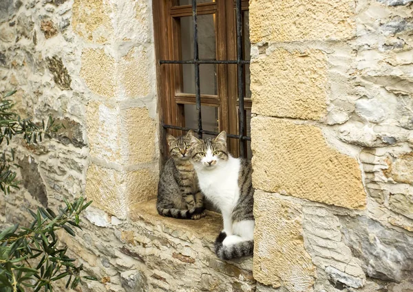 Αδέσποτη Γάτα Δρόμο — Φωτογραφία Αρχείου