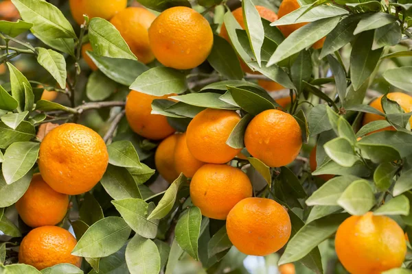Mandarinkový Strom Plody Zemědělství — Stock fotografie