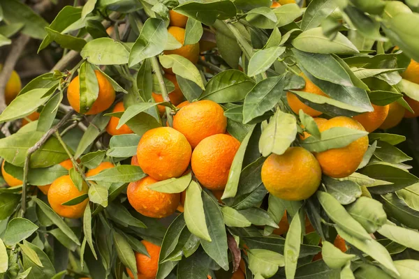 Tangerine Tree Fruits Agriculture — Stock Photo, Image