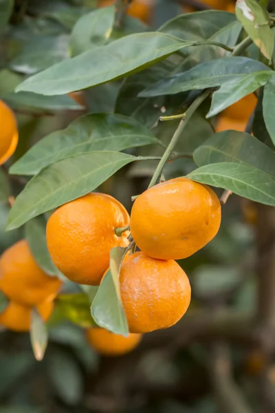 Tangerina Árvore Frutas Agricultura — Fotografia de Stock