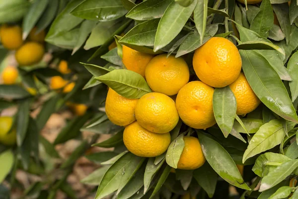 Tangerine tree, fruits agriculture